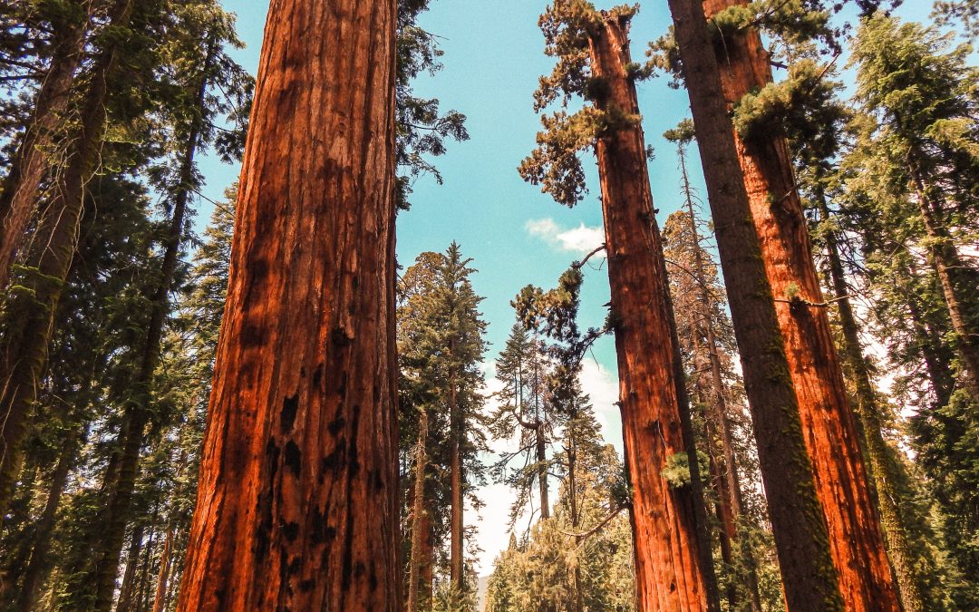 The 14 Tallest Trees In The World (& Where To See Them)