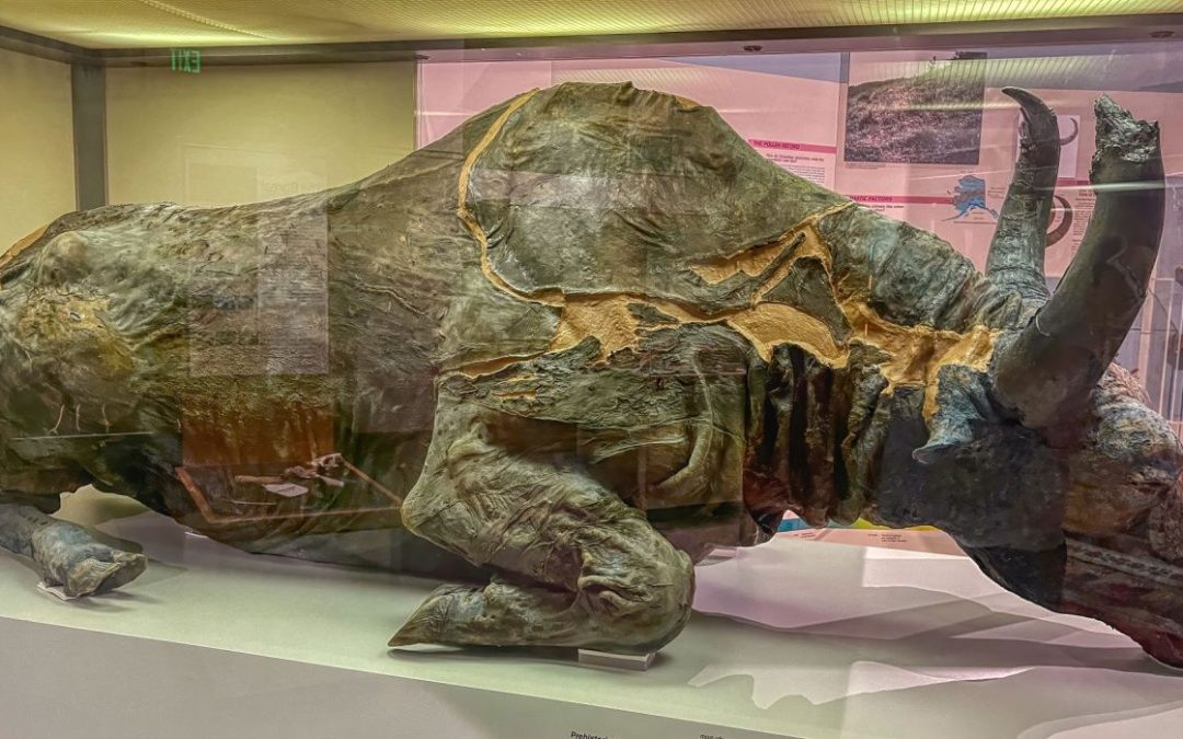 Discover A Perfectly Preserved 36,000-Year-Old Extinct Mummified Alaska Steppe Bison